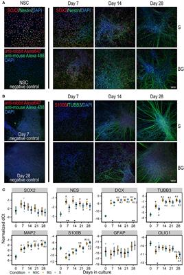 Proteomic Characterization of Human Neural Stem Cells and Their Secretome During in vitro Differentiation